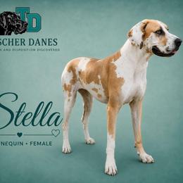 Stella - Great Dane