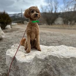 Max - Goldendoodle