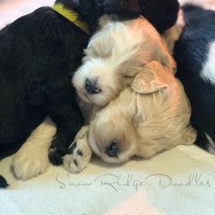 Goldendoodle Puppies from Snow Ridge Doodles