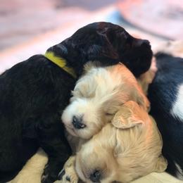 Goldendoodle Puppies from Snow Ridge Doodles