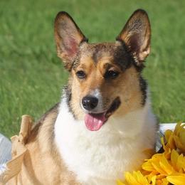 Pembroke Welsh Corgis from Little Creek Corgis