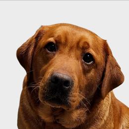Kora - Labrador Retriever