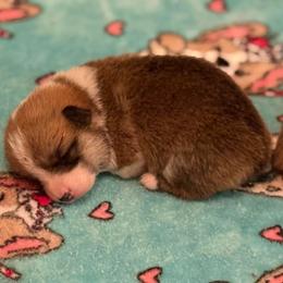 Clove - Red female Pembroke Welsh Corgi puppy in Griffin, Georgia from Rollnoaks & Cottontail AKC Pembroke Welsh Corgis