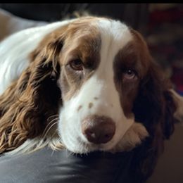 Salsa - English Springer Spaniel
