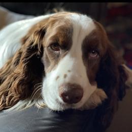 Salsa - English Springer Spaniel