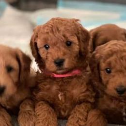 Goldendoodles from Nay Nays Mini Doodles