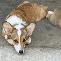 Pembroke Welsh Corgis from County Road Corgis