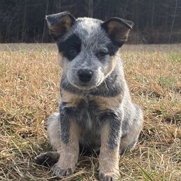 Australian Cattle Dogs from Dry Valley Heelers