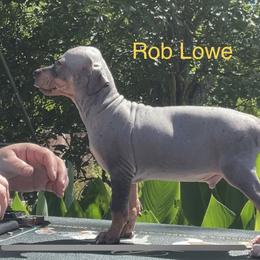 Rob Lowe - Black tan and white American Hairless Terrier puppy in Cleveland, Texas from Poise Aussies & American Hairless Terriers