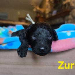 Zuri - Black female Cavapoo puppy in Blackfoot, Idaho from Draper Mountain Doodles