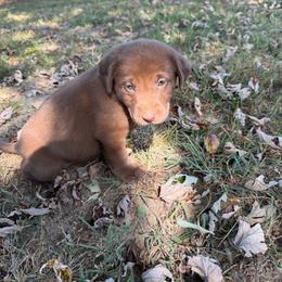 Light blue- girl - Chocolate female Labrador Retriever puppy in Monticello, Kentucky from Cody Sullivan