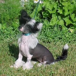 Chinese Crested Puppies from Jewels Chinese Cresteds