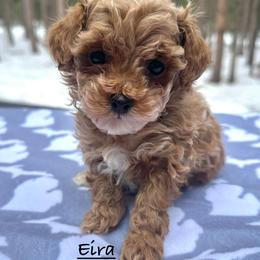 Eira - Red and white female Shihpoo puppy in Traverse City, Michigan from Riyem Wildflower Farms