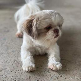 Wylson - Shih Tzu