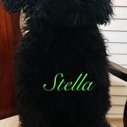 Poodle Puppies from Semmy’s standard Poodle