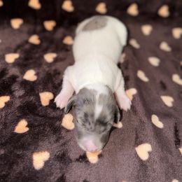 Spencer - Piebald male Dachshund puppy in Florida from Doxie Rugrats