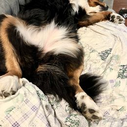 Bernese Mountain Dog and Pembroke Welsh Corgi All Grown Up from Concerto Corgis