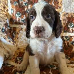 Boy 3 - Liver and white male English Springer Spaniel puppy in Tabor City, North Carolina from Big Bay Kennels LLC