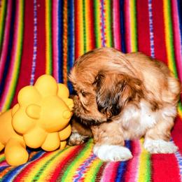 Rowan - Red gold male Lhasa Apso puppy in Hillsboro, Oregon from Luv-N-Laughter Lhasa Apsos