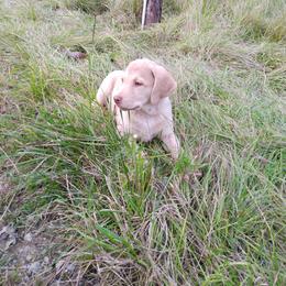 Chesapeake Bay Retriever Puppies from GemiLamb Gun Dogs