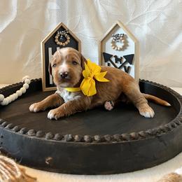 Sparkle - Yellow Collar Female - Red  female Goldendoodle puppy in Bradenton, Florida from Suncoast Goldendoodles
