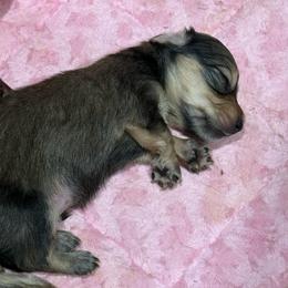 Biscuit - Cream male Dachshund puppy in Salem, Oregon from Longdox Mini Dachshunds