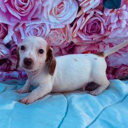 Cheddar - Piebald male Dachshund puppy in Purdy, Missouri from Shotgun Pups