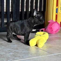Sabrina - Brindle female French Bulldog puppy in Harrisburg, Pennsylvania from KnockDown Bulldogs