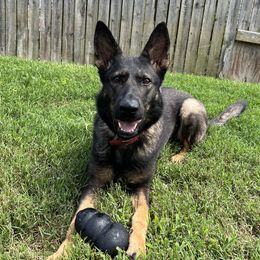 Mercy - German Shepherd