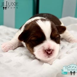 Morkie and Shorkie Puppies from Lil Luxe Pups