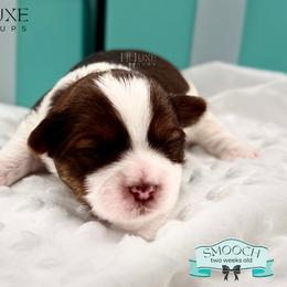 Morkie and Shorkie Puppies from Lil Luxe Pups