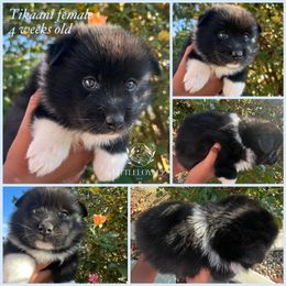 Tikaani - Black and white female Pomsky puppy in Riverside, California from LittleLoyalzLLC