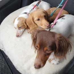 Sadie  - Dachshund