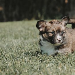 American Corgi and Pembroke Welsh Corgi Puppies from Witch Creek Corgis