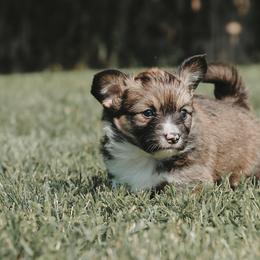 American Corgi and Pembroke Welsh Corgi Puppies from Witch Creek Corgis