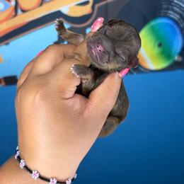 Boy 3 - Chocolate and tan male Shih Tzu puppy in Roseville, Michigan from Diamond Paws LLC