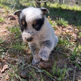 Boy 1 - Blue male Australian Cattle Dog puppy in Irvington, Kentucky from Dry Valley’s Australian Cattle Dogs