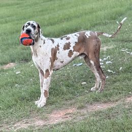 ZyZy - Great Dane
