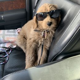 Goldendoodle Puppies from Golden Rule Doodles