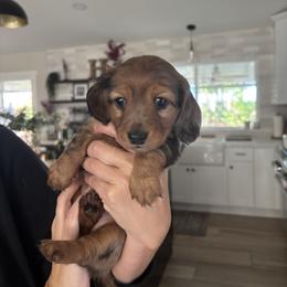 Dachshund Puppies from Mir and Dachshunds