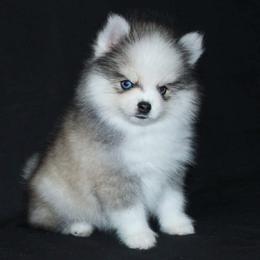 Jewel - Gray and white female Pomsky puppy in Chino Valley, Arizona from Rose Peek Pomskies