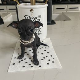 Xxsmall pocket girl- Pearl 5,500 - Black and white female Chihuahua puppy in Burleson, Texas from Tiny Diiamond Chihuahua