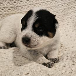 AKC CHAMPION BLOODLINE AUSTRALIAN CATTLE DOG PUPPY - GIRL - Blue female Australian Cattle Dog puppy in Cassatt, South Carolina from B & E Farms