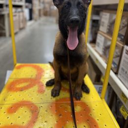 Belgian Malinois Puppies from Fromage Malinois