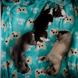 Siberian Husky Puppies from Ivie Huskies