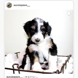 Aussiedoodle Puppies from Aussie Paws