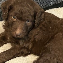 Aussiedoodle Puppies from Friendship Family Farm