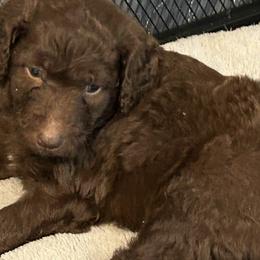 Aussiedoodle Puppies from Friendship Family Farm
