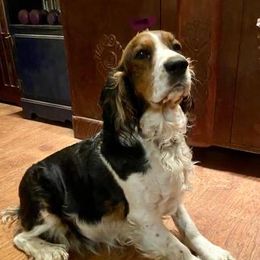 Sadie - English Springer Spaniel