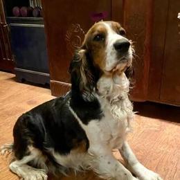 Sadie - English Springer Spaniel